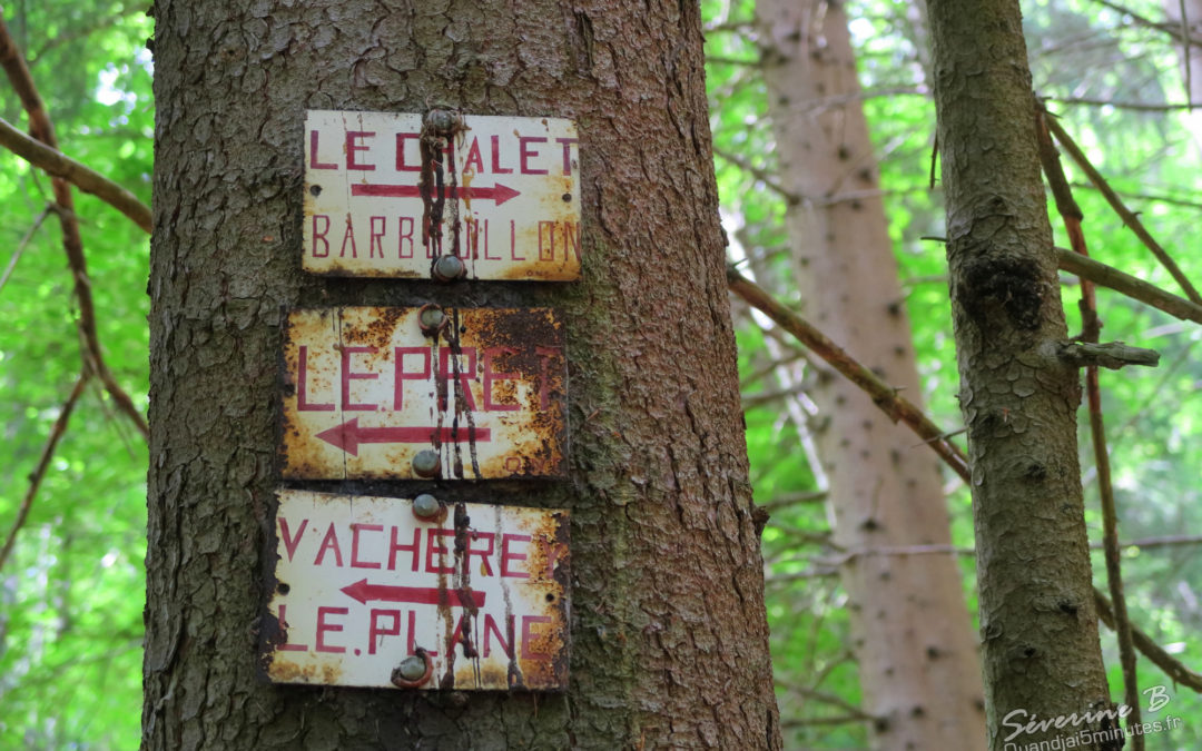 Dans la forêt du Mont Cuchet