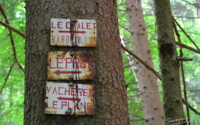 Dans la forêt du Mont Cuchet